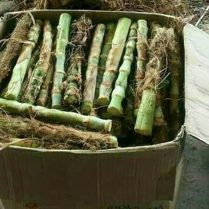 bibit stek rumput gajah odot pakan ternak