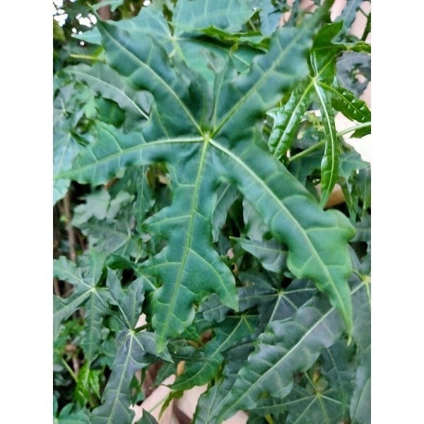 

DAUN GEDI segar per 500 gr Rempah_herbalCo