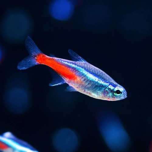 Hobi paket koleksi neon tetra lengkap neon tetra hiasan aquascape