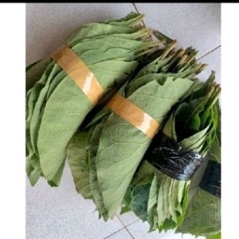 

Daun jati sgar' muda atau tua