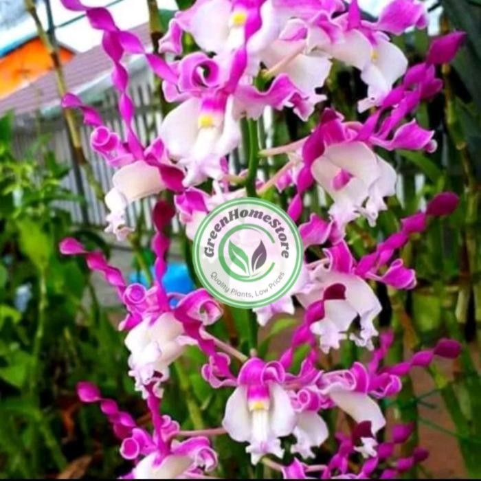 NGGREK DENDROBIUM KERITING Knop/Spike-SIAP BERBUNGA