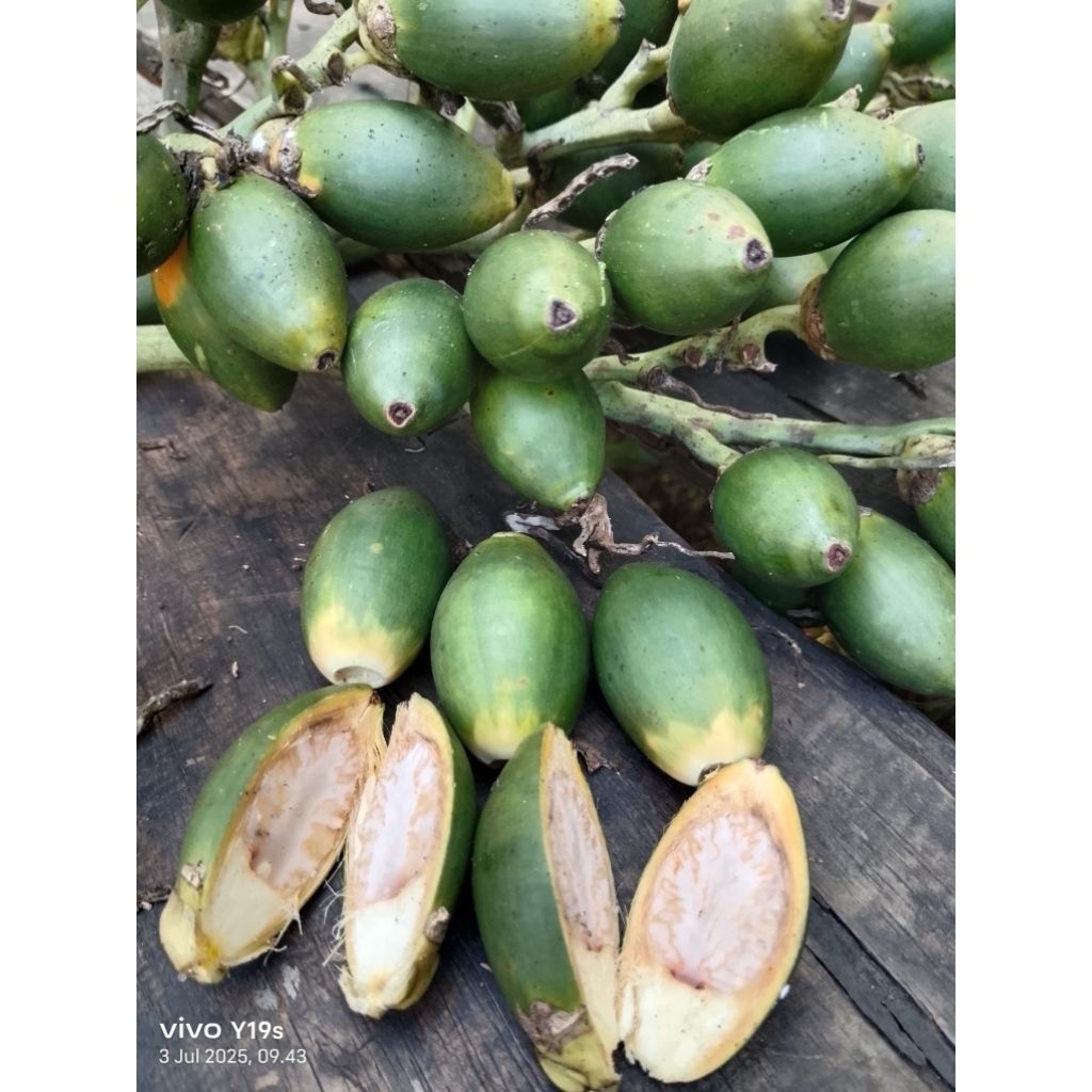 

Buah Pinang Muda Jambe Muda Fresh