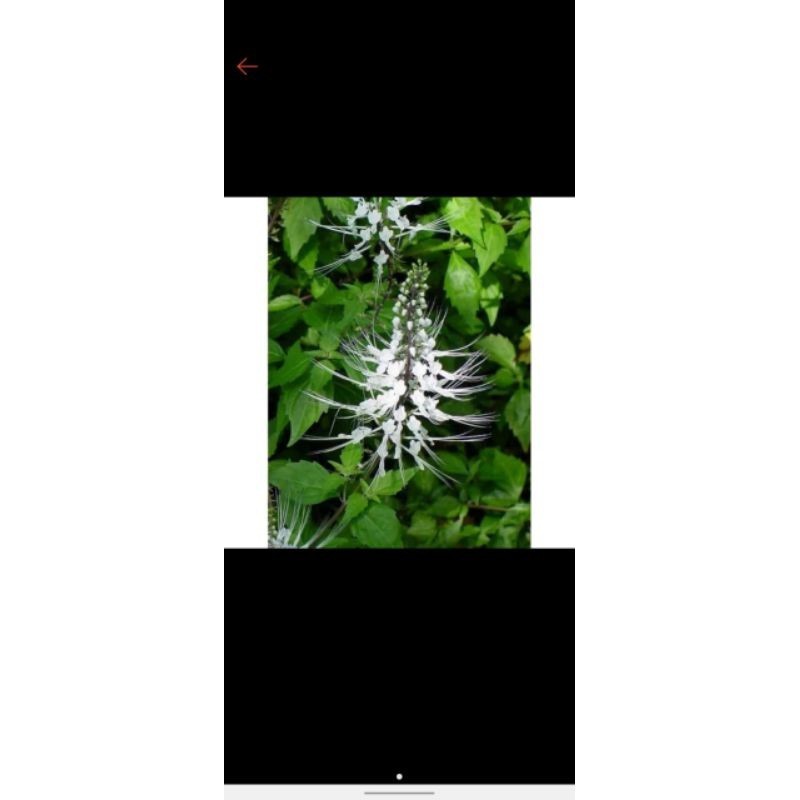 

Daun kumis kucing segar 500gr Herbal COD