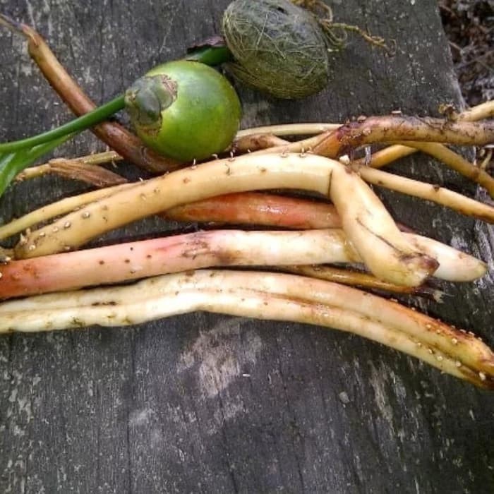 

Promo COD New Promo Akar Pinang muda Segar 1kg COD S.A_96