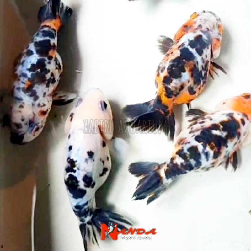 ikan koki ranchu calico SAPI COW 7-8 CM