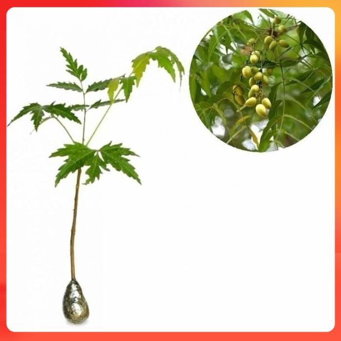 Bibit pohon mimba tanaman pohon mimba siap tanam