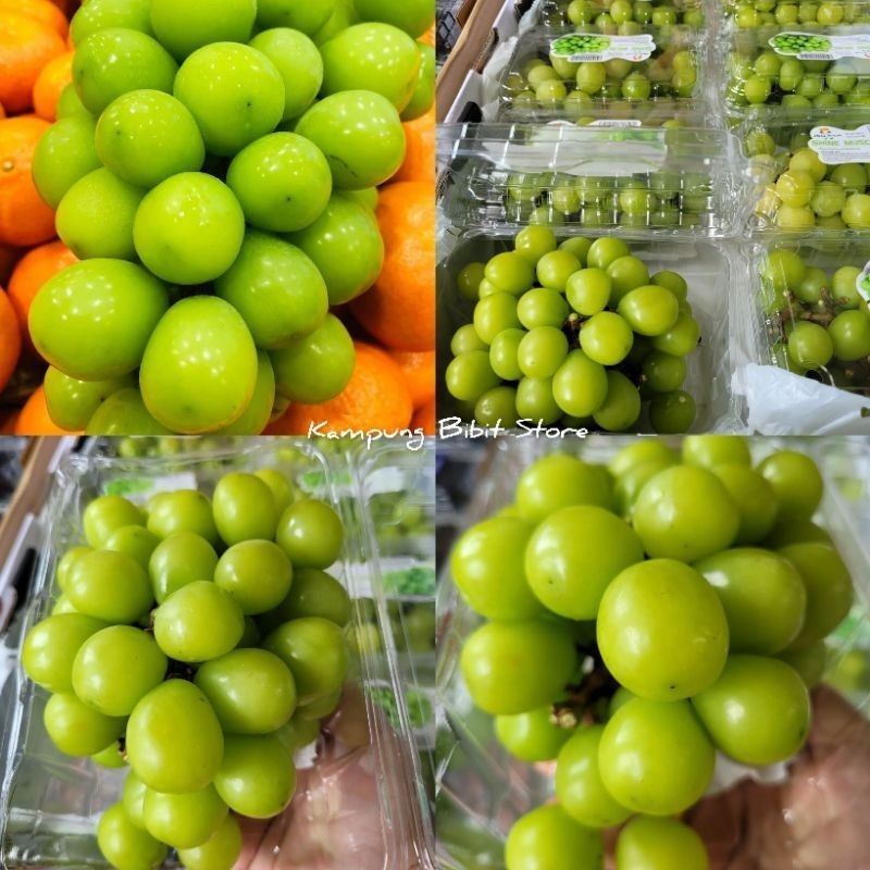 tanaman Bibit Anggur Import Shine Muscat 100%