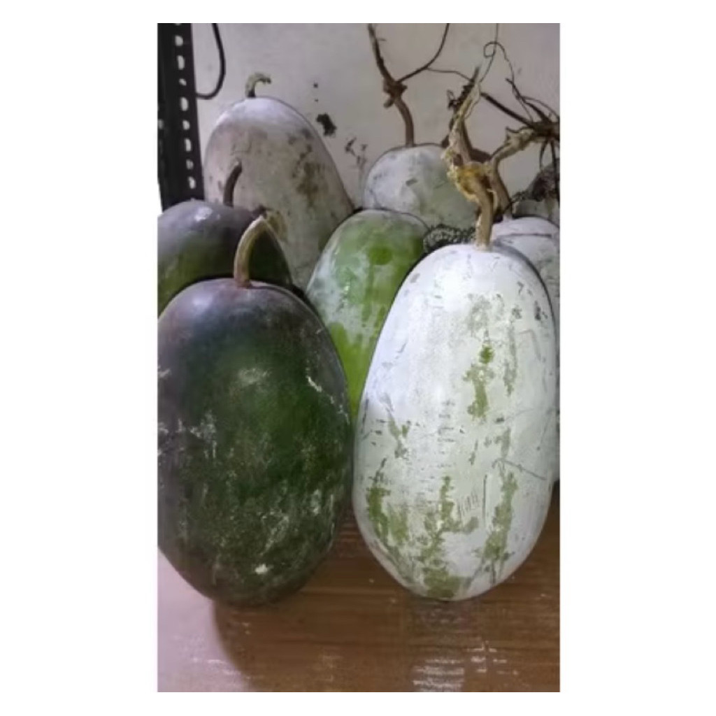 

PROMO BUAH BLIGO / BUAH KUNDUR / WINTER MELON 1 - 1,5 KG