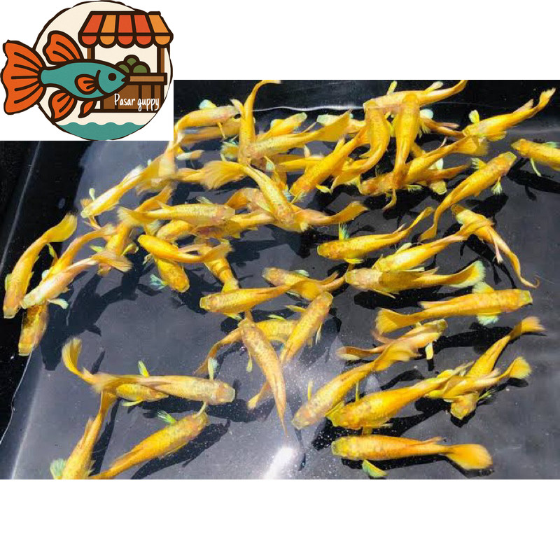 hiasan aquarium sepasang guppy super gold siap kawin