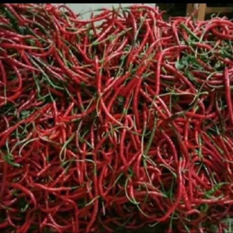 

Paket Cabai Merah Keriting Segar 1 Kg