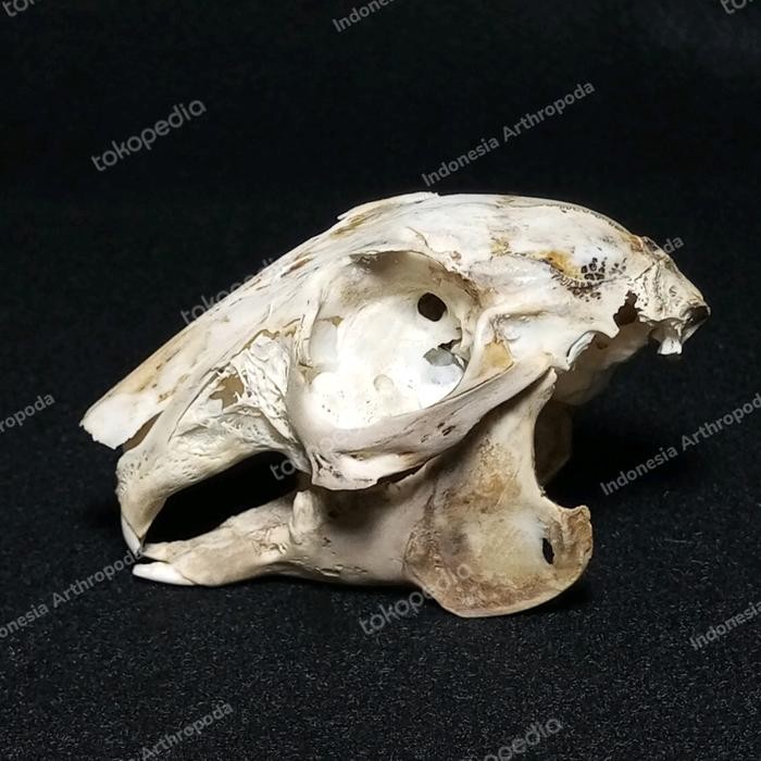 AWETAN TENGKORAK HEWAN ASLI INDONESIA KELINCI F. GIANT