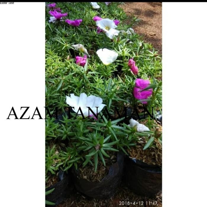 Sutra Bombay - tanaman sutra Bombay - pohon sutra bombay