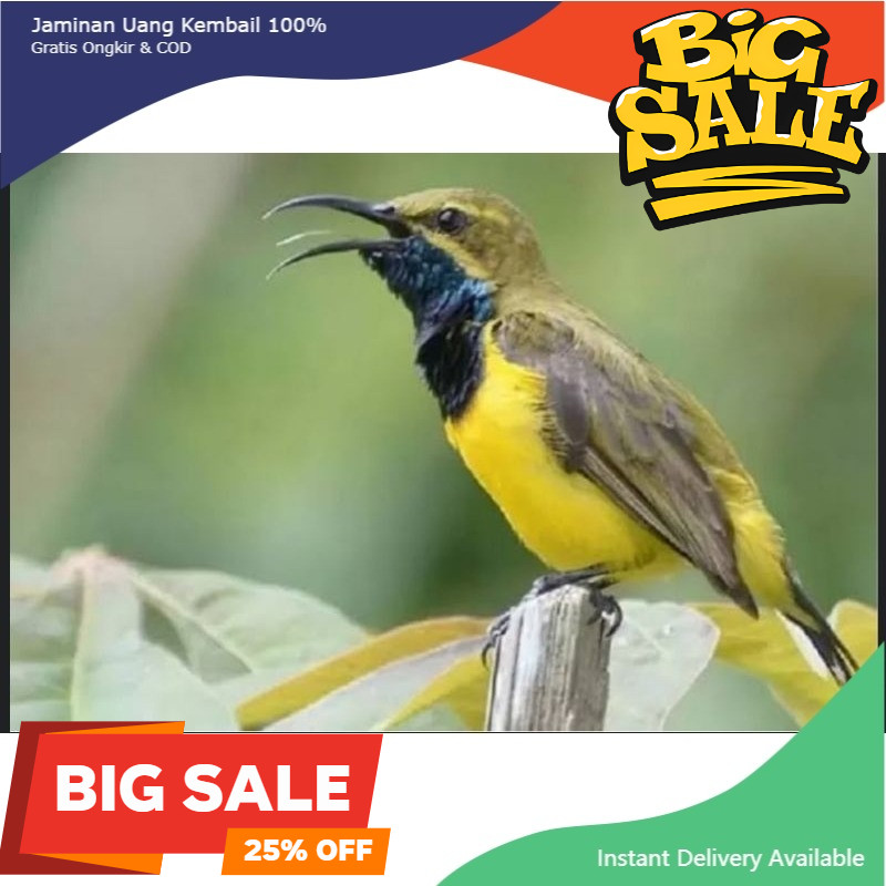 burung sogon otong jantan bagus pilihan