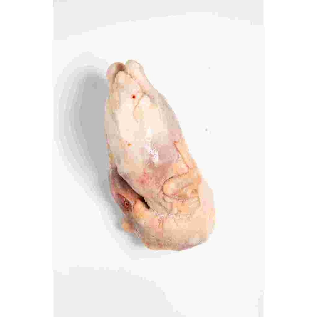 

bebek frozen 1.2kg utuh/daging bebek/bebek frozen/duck/bebek murah