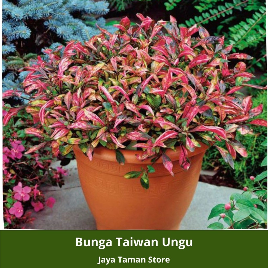 Promo COD!!! Tanaman Hias Krokot Merah Daun Kecil - Hiasan Taman - Krokot Merah