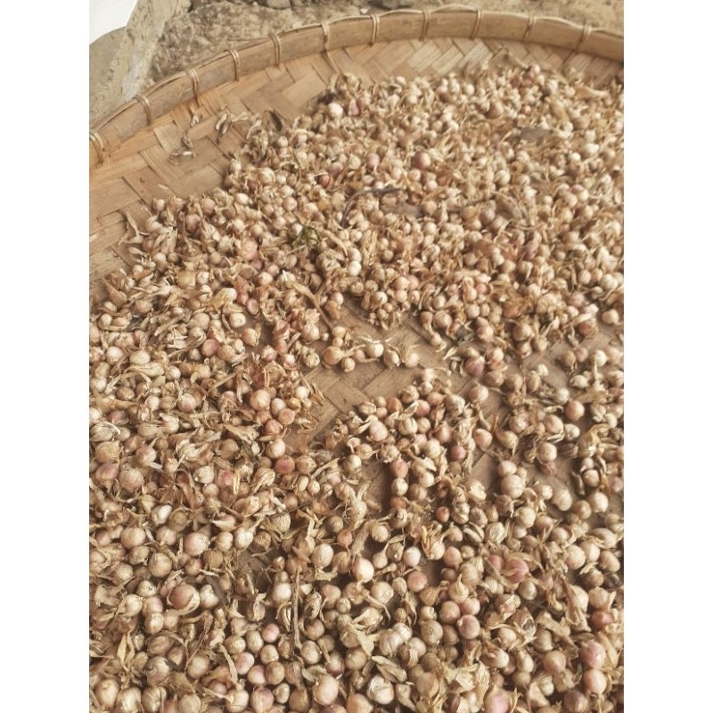 

New Buah kapol sgar 500 gr kapol basah