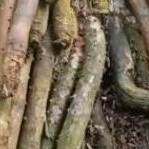 

New Akar sakti / Akar pinang basah 500 gr