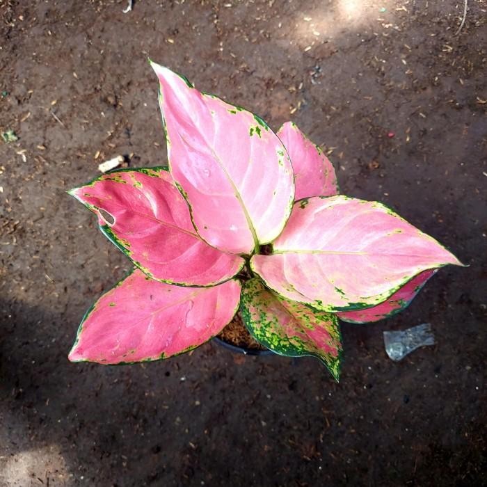 Aglonema Pink Anjamani - Aglo - Aglonema PROMO MURAH