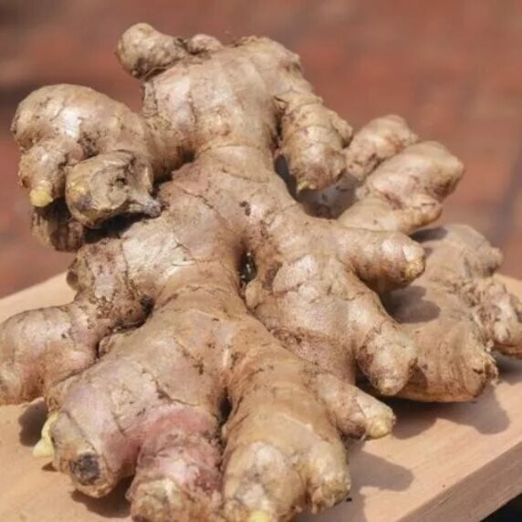 

JAHE EMPRIT SEGAR CUCI BERSIH 1KG