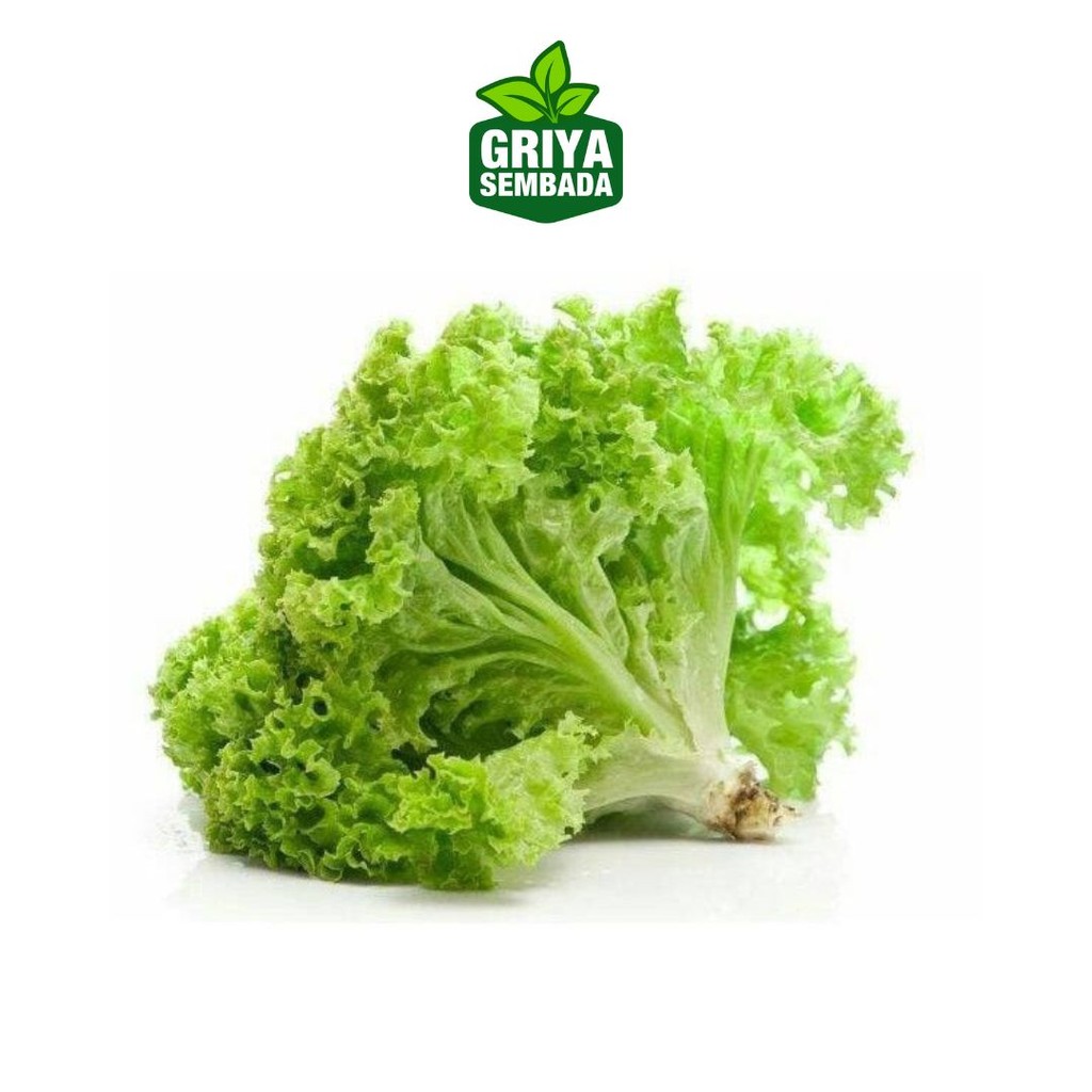 

Selada Organic Segar [ ± 100 Gr ] Kebun IgnacioBox Kirim Instant /Sameday/Grabfood