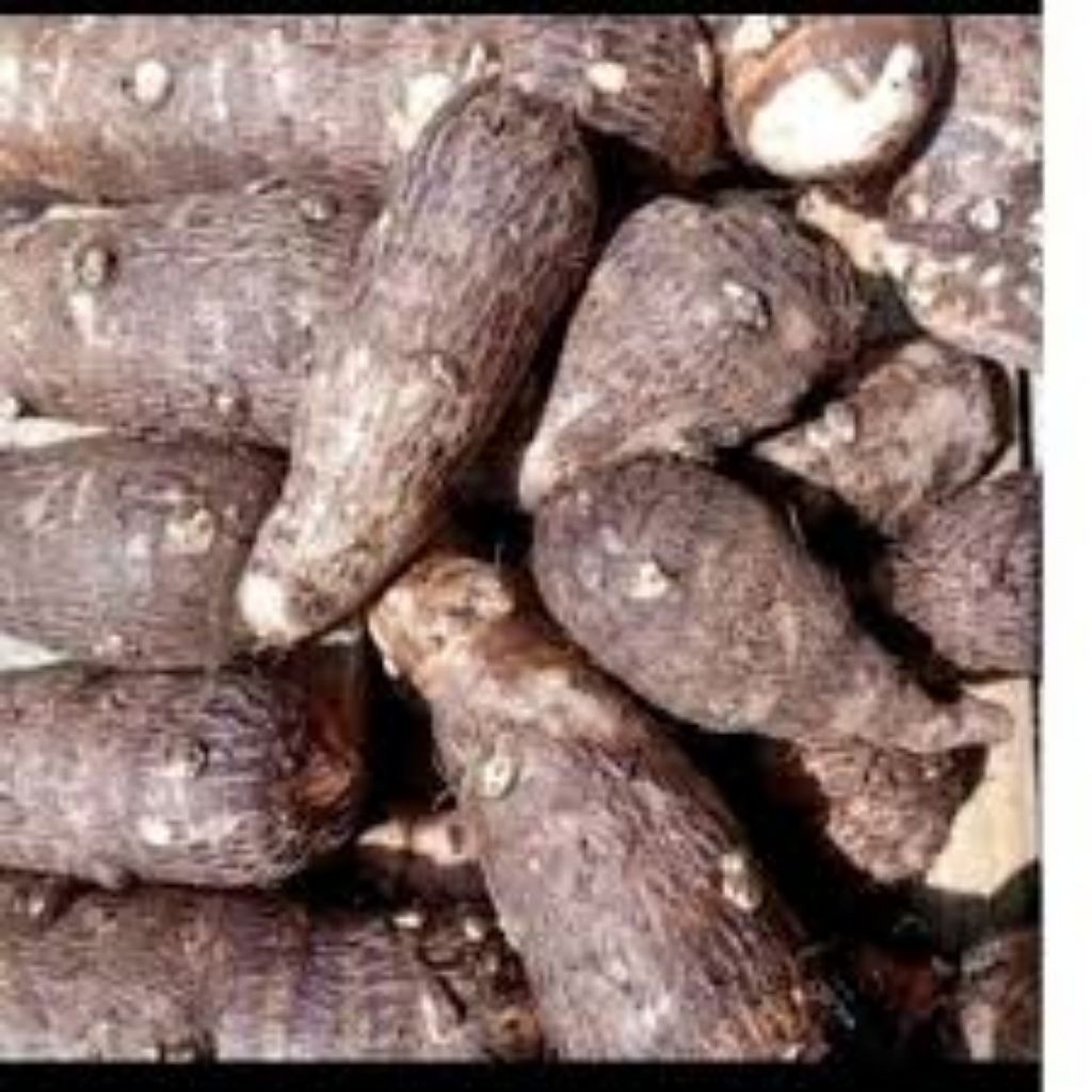 

Fresh Umbi Talas Mbote Enthek 1 kg