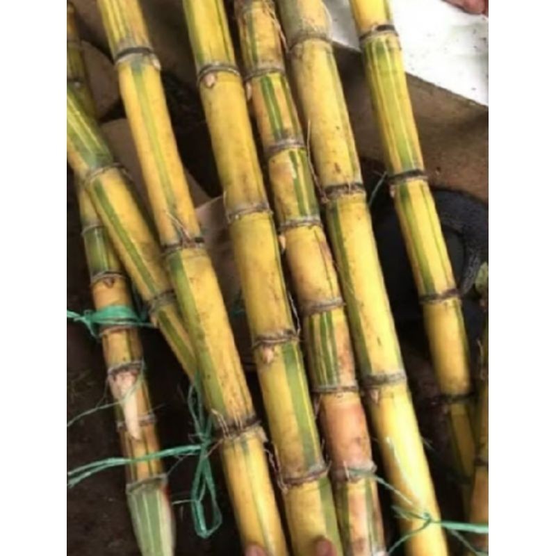 

Tebu kuning segar- tebu kuning manis fresh 1kg