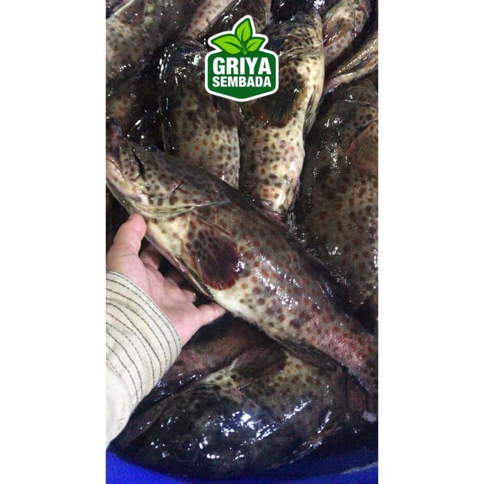 

Ikan Kerapu Segar 1KG Griya Sembada