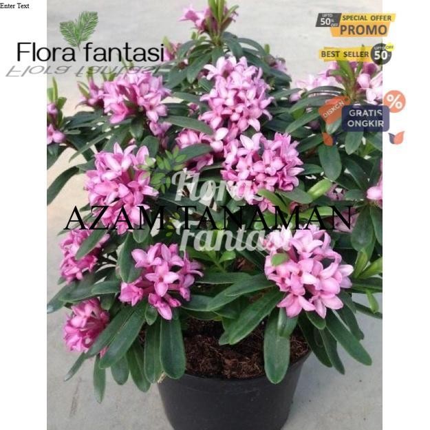 Bunga Asoka Ungu / Tanaman Hias Hidup Soka Jepang / Bunga Soka -Bunga