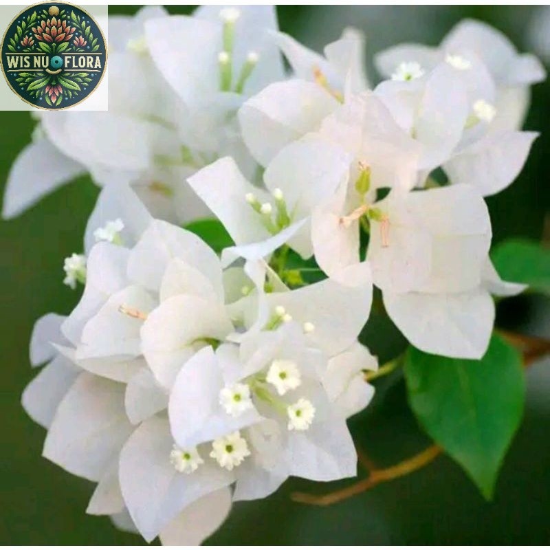 TANAMAN HIAS BUGENVIL BUNGA KERTAS//WHITENING/BUGENVIL BUNGA KERTAS/BUGENVIL IMPORT/BUNGA HIAS/BUNGA