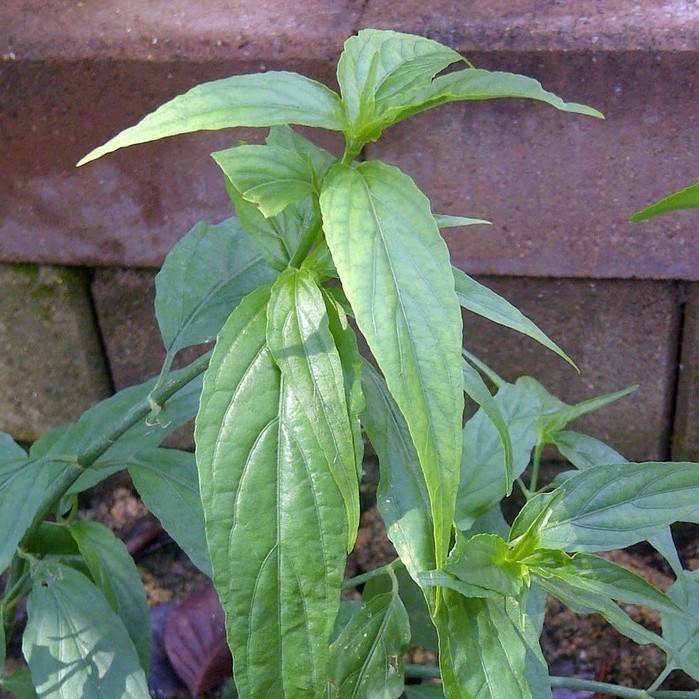 

250 gram Daun belalai gajah fresh A.S R. N