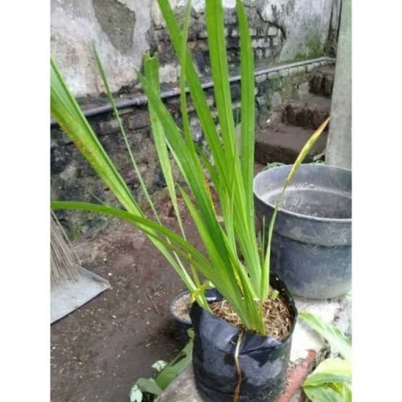 tanaman Dlingo/jaringao COD Onokabe_Co