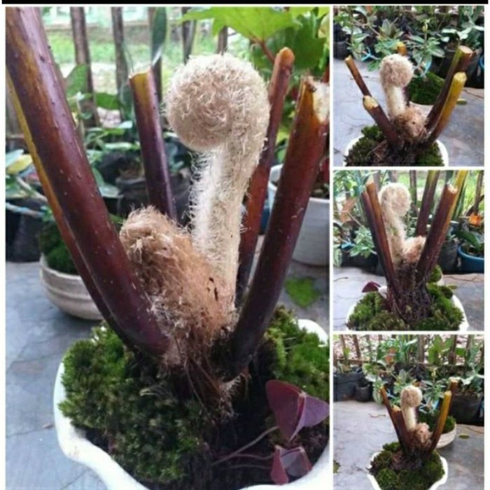 Bibit pakis monyet 40 cm tinggi pakis kra