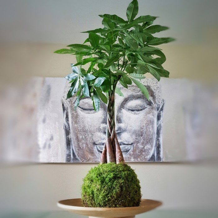 

Mossball - Pachira Aquatica Tanaman Keberuntungan Hoki Fengshui