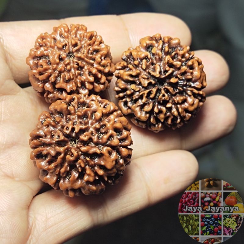 RUDRAKSHA JENITRI ORIGINAL RUDRAKSHA Jaya_Jayanya