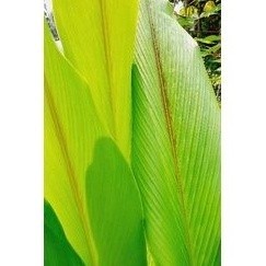 

Daun kunyit putih segar 1kg