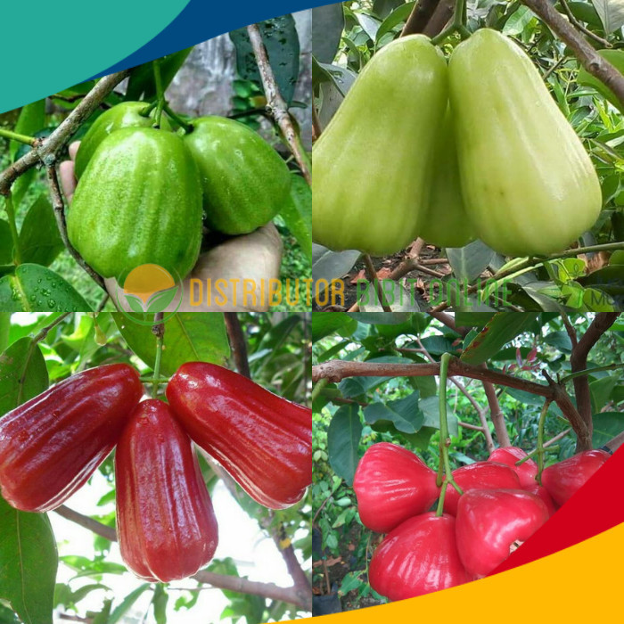 Paket isi 4 bibit jambu air ( kiojok, TSG, red taiwan, kusuma merah )