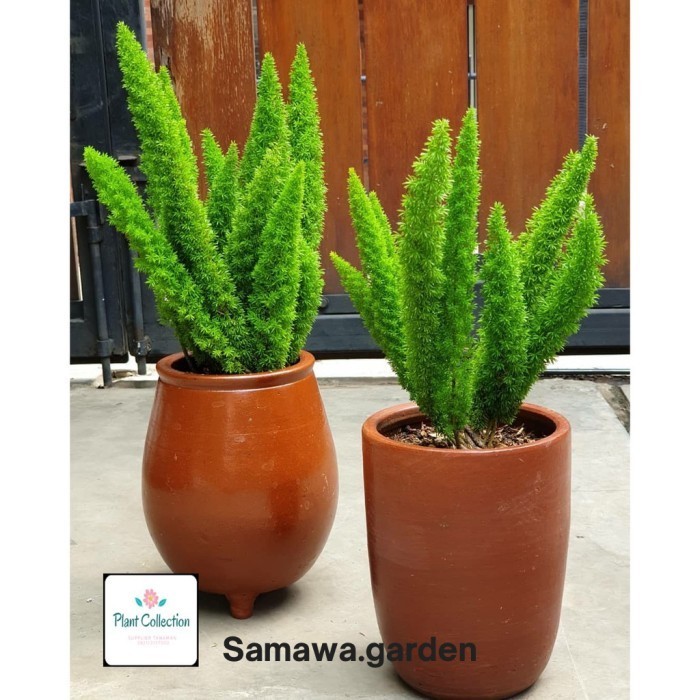 Tanaman hias ekor tupai Bunga hias hidup