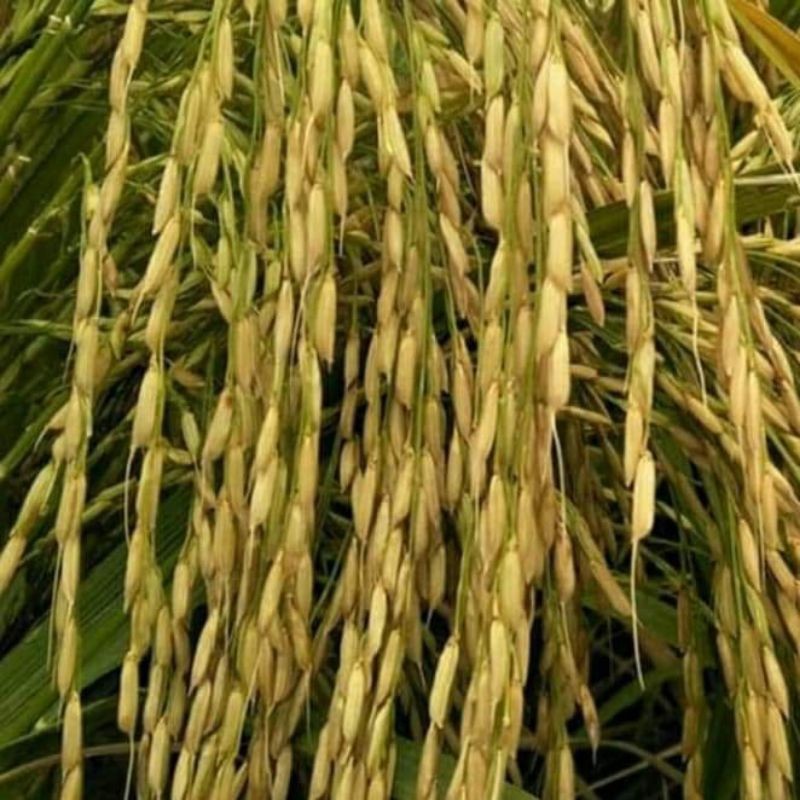 Shopritz Padi Benih Padi Basmati Premium 1Kg