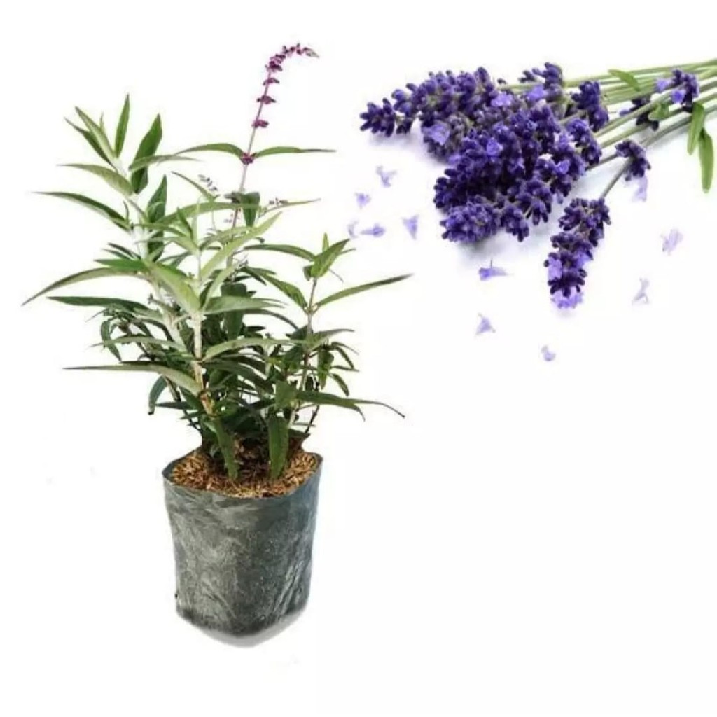 Tanaman Bunga Lavender / Pohon Bunga Lavender / Tanaman Bunga Lavender
