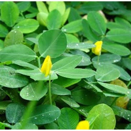 

DAUN LANDEP SEGAR 1KG KWALITAS TERBAIK DI PETIK LANGSUNG SAAT ORDERAN MASUK OBAT HERBAL OBAT TRADISIONAL OBAT ALAMI