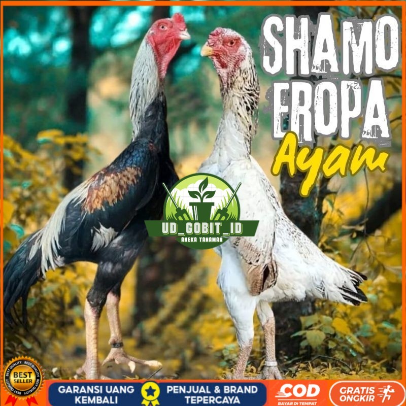 

telur ayam shamo eropa ori petarung bisa untuk di tetaskan UD_GOBIT_ID