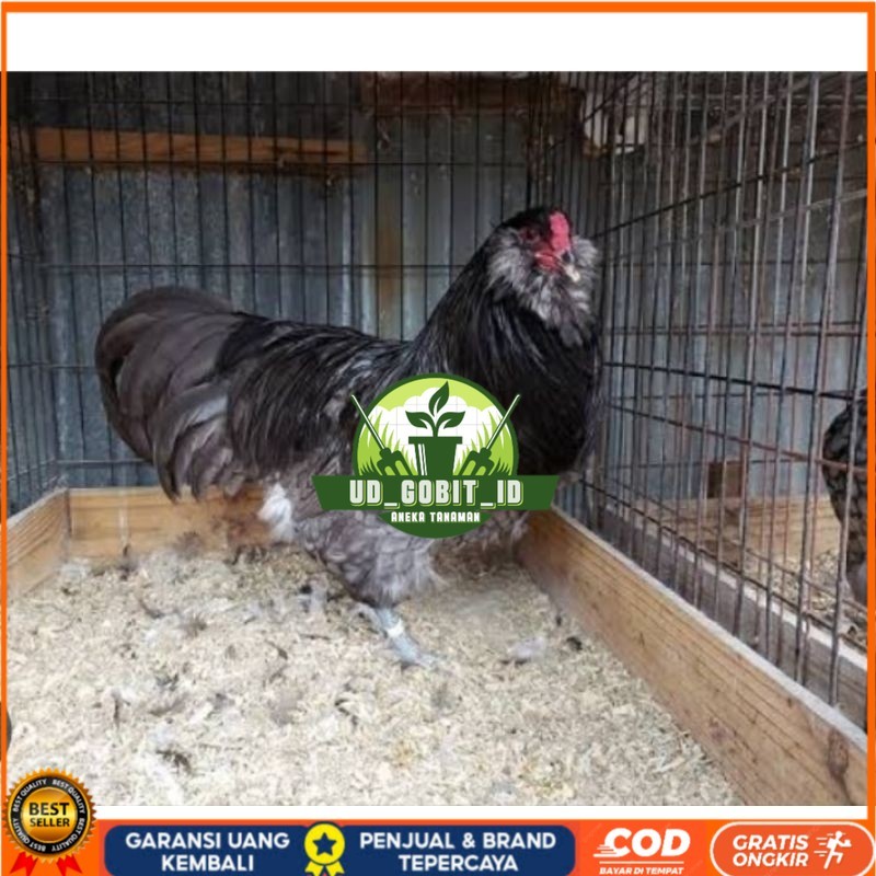 

TELUR AYAM HIAS AMERAUCANA UNTUK DI TETASKAN UD_GOBIT_ID