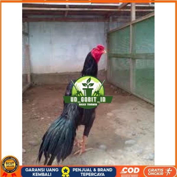 

TELUR TETAS AYAM PAKHOY TANGGUH UNTUK DI TETASKAN UD_GOBIT_ID