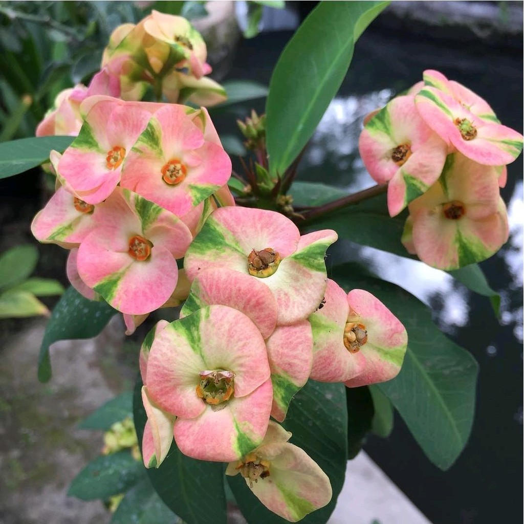 Tanaman Hias Bunga Euphorbia Pink - Bunga Euphorbia