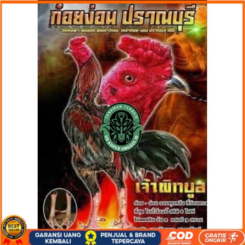 

Telur fertil ayam pakhoy trah pitt bull / COD UD_SUPER_UNGGUL_ID