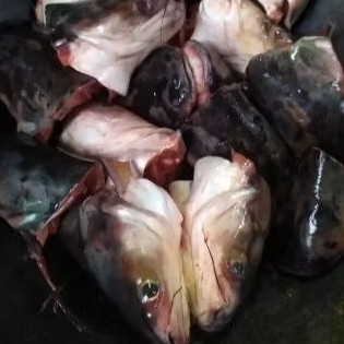 

Kepala Ikan Patin 1-Kg