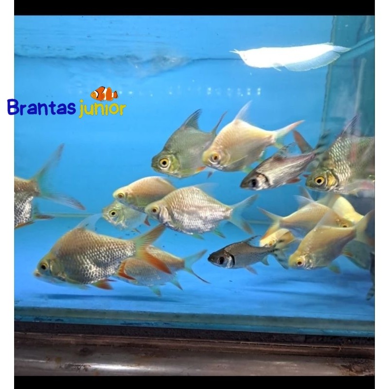 Kaviat thankmate albino / hijau 7-9 cm