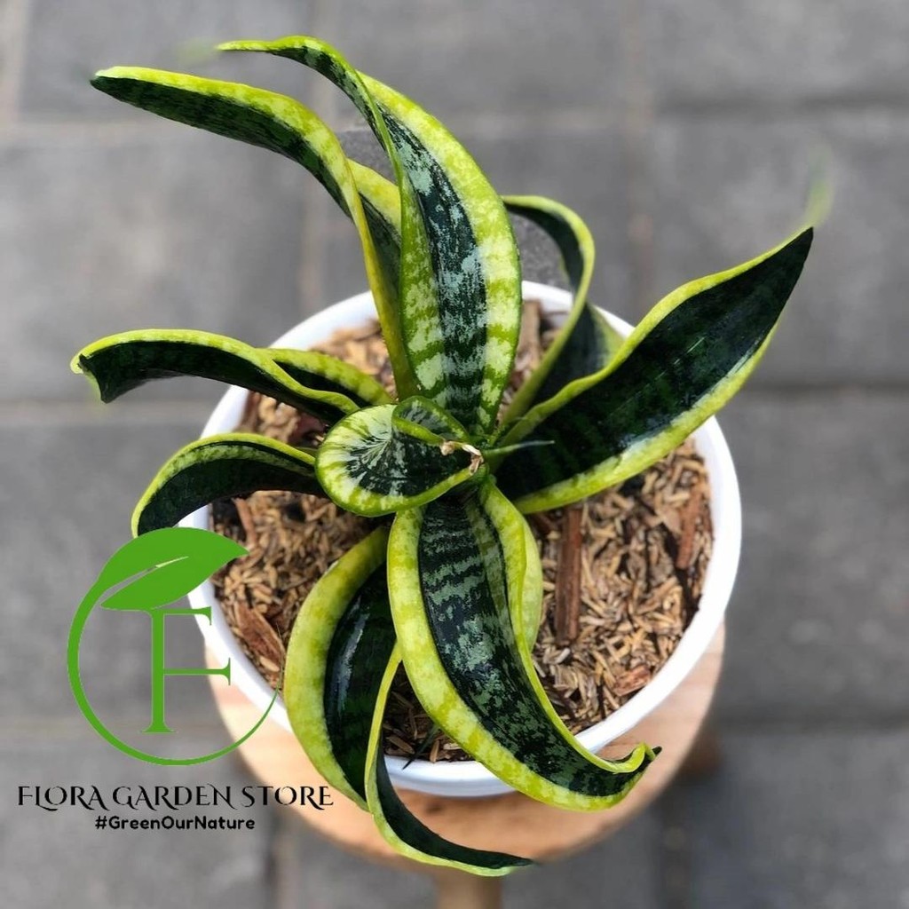 Tanaman Hias Sansivera Twister - Sansivera Twister