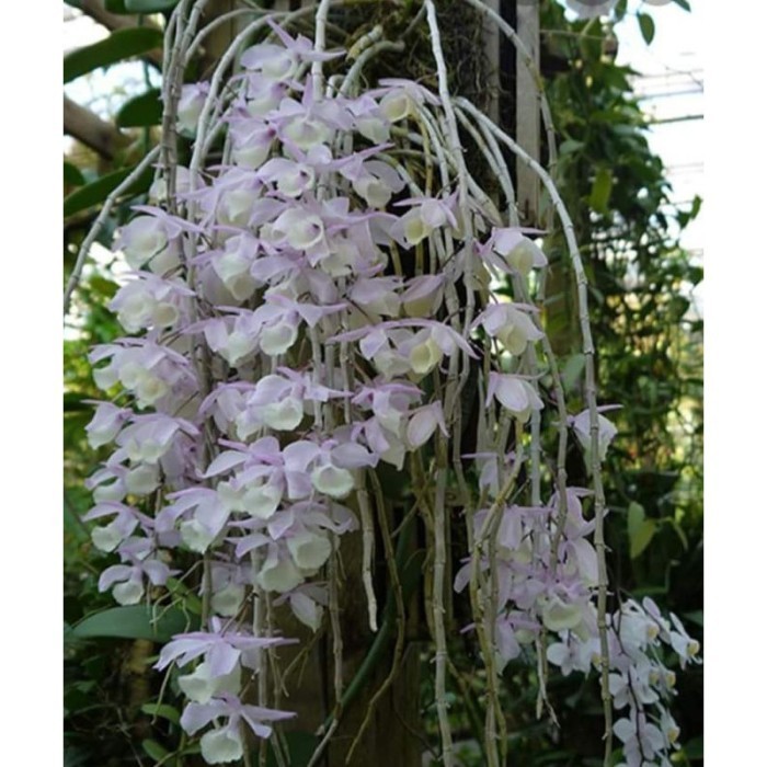 A.L Anggrek Dendrobium Aphyllum / Aphyllum / Anggrek Tirai