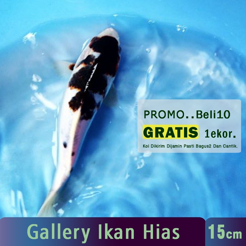 H Hiasan Bibit  Koi Grade A Kohaku Sanke Showa Shiro Platinum Slayer Kecil 15cm | Gallery  Hias